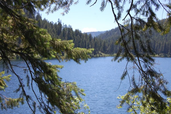 Imagine this as the view out your back window.