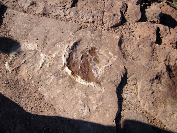 Hey ... they eat tortugas, do they not?