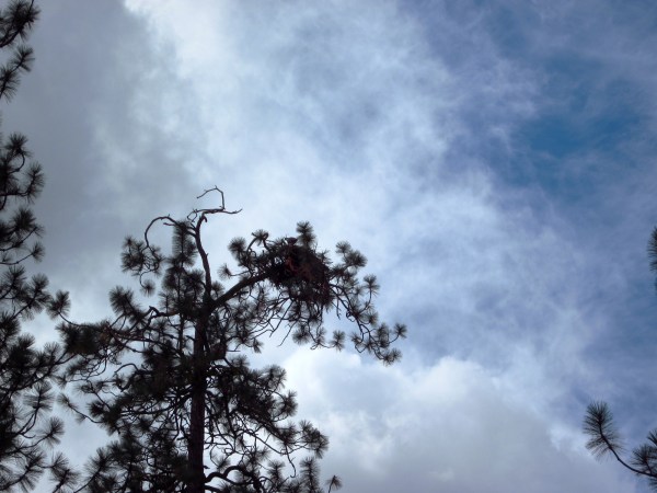 Aha ... just protecting his home.