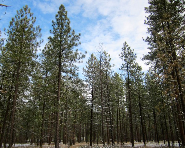 Blue skies and the quiet pines all around.