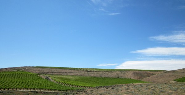 ... then turns brown.