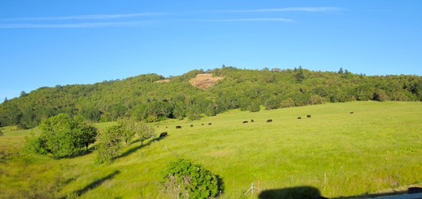 Northern California beef!