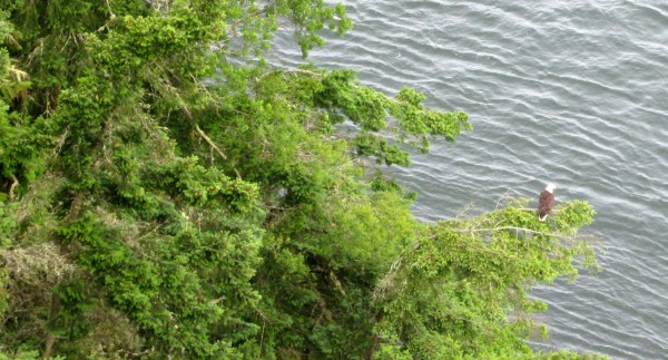 ... or spot the eagles looking for dinner (click on the picture for a better look) ...