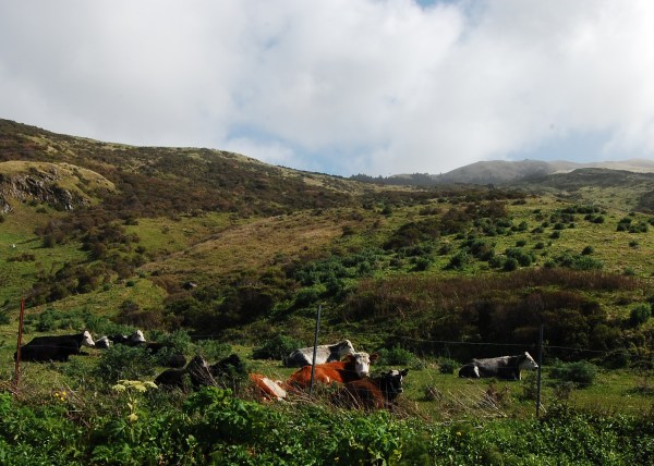 ... and the locals just take it all in ...