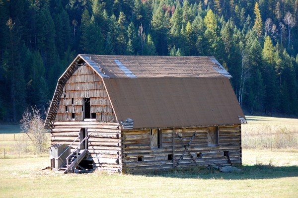 ... getting in for a better look ... uh oh, the big ole cows are coming ... we're outta here!
