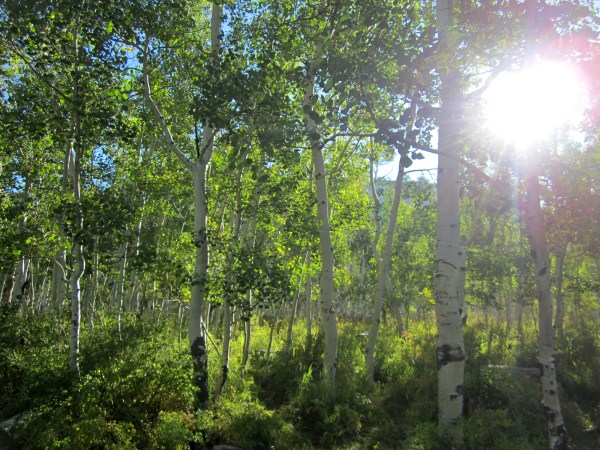 ... and the leaves take on a translucent shimmer ...